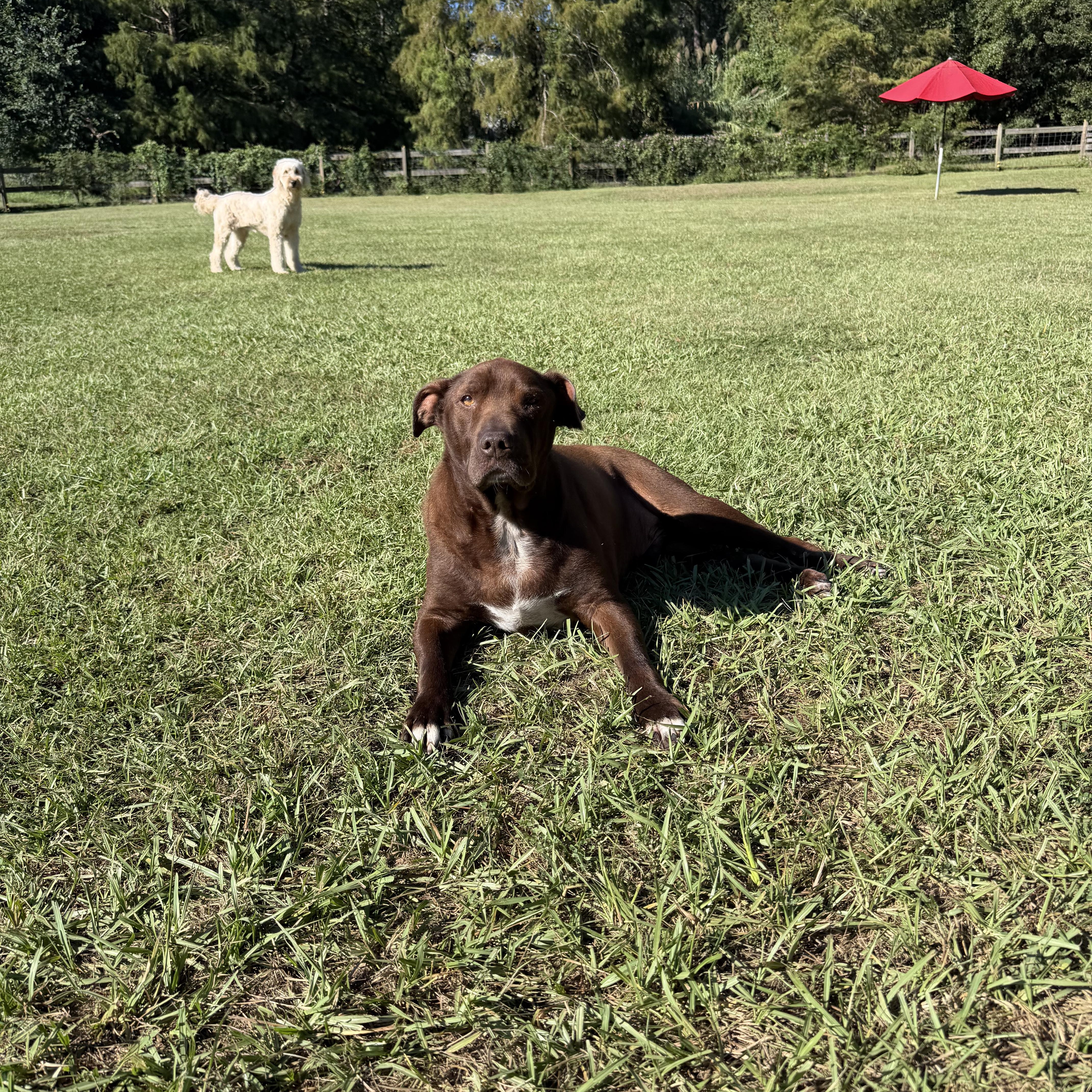 Enlarge Granger, a Adoptable mixed breed in Tallahassee, FL image 2/6