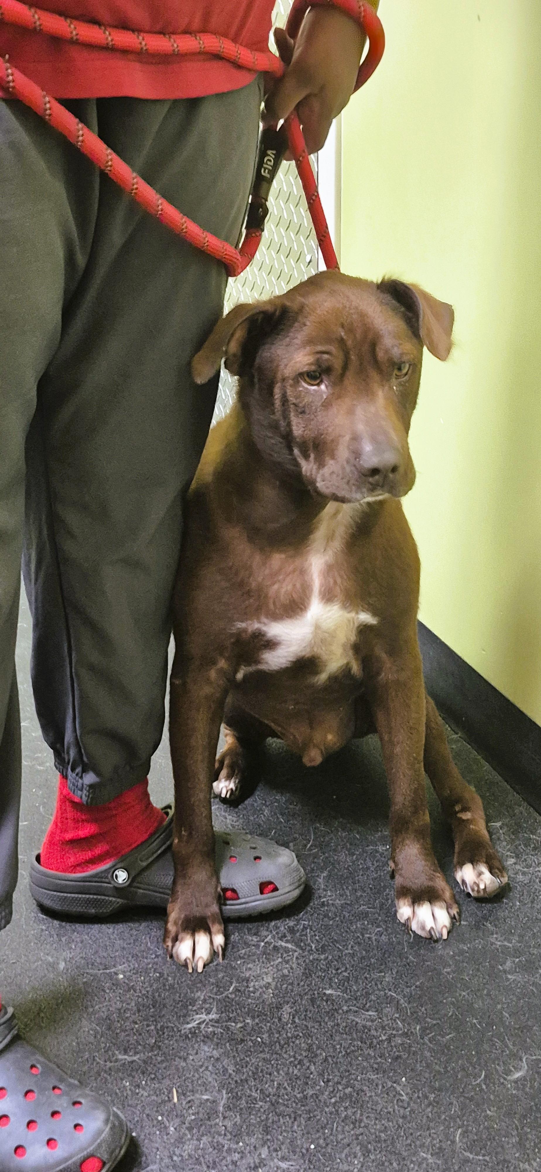Enlarge Granger, a Adoptable mixed breed in Tallahassee, FL image 2/5