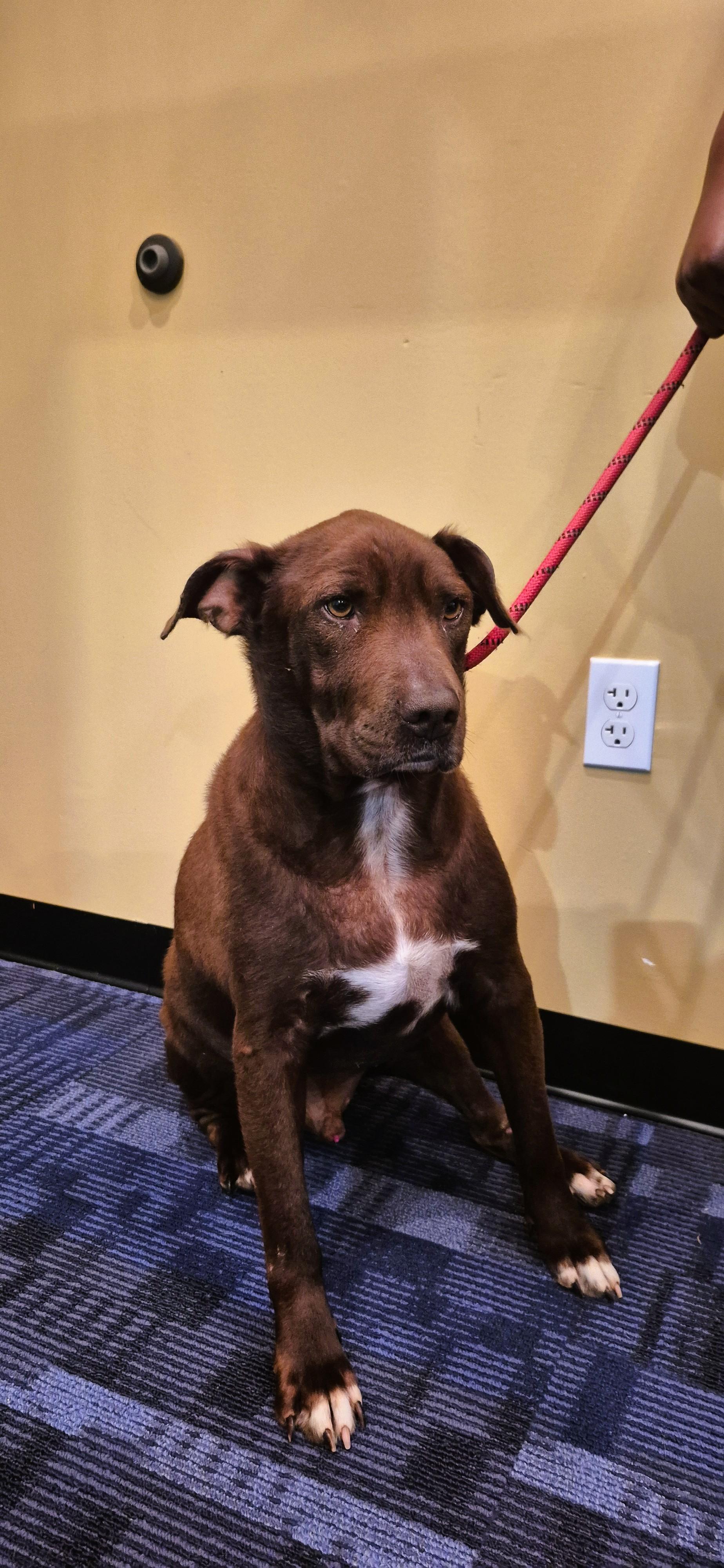 Enlarge Granger, a Adoptable mixed breed in Tallahassee, FL image 3/5