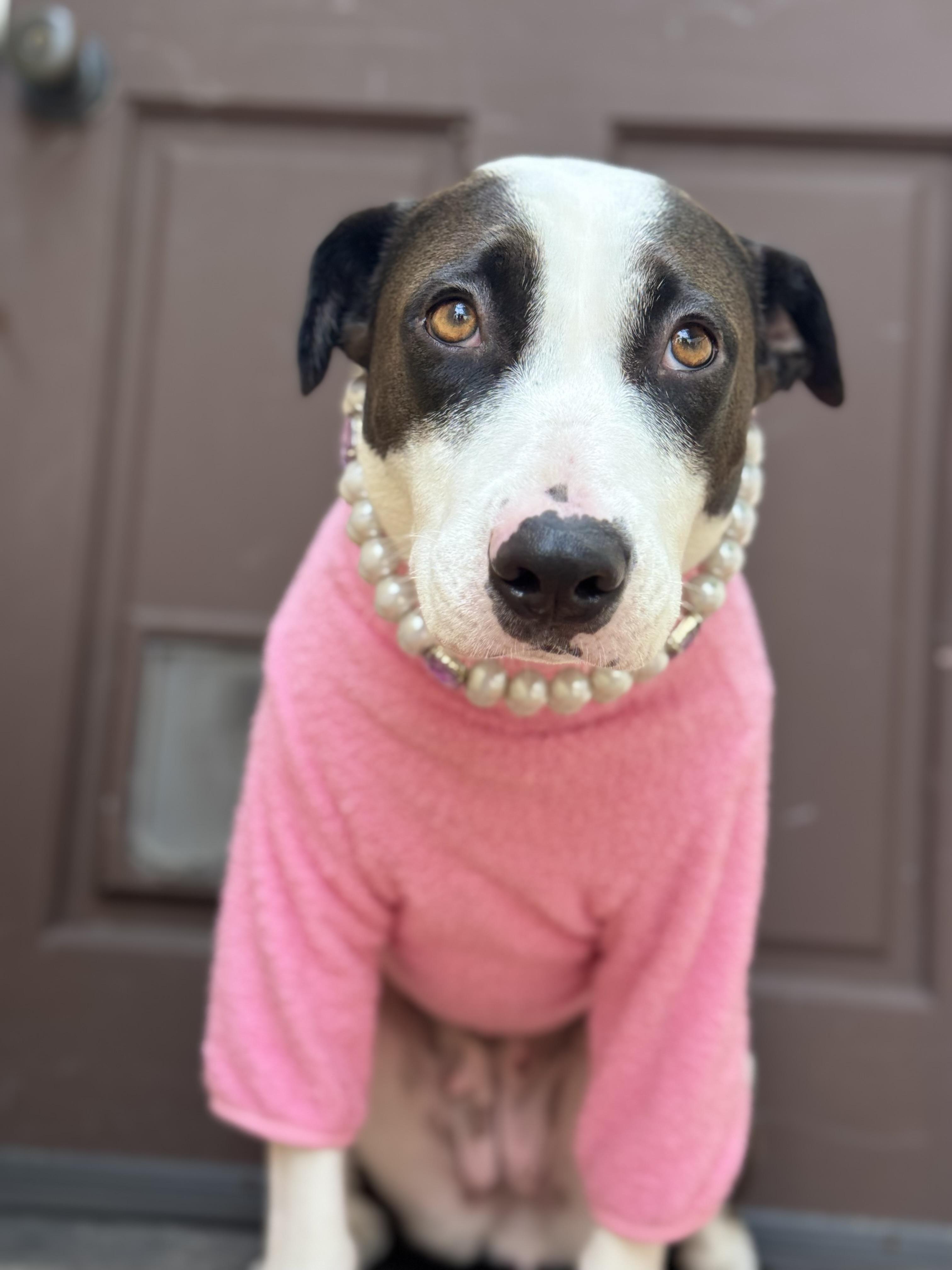 Enlarge bunny mellon is delight, a Adoptable mixed breed in Los Angeles, CA image 5/6