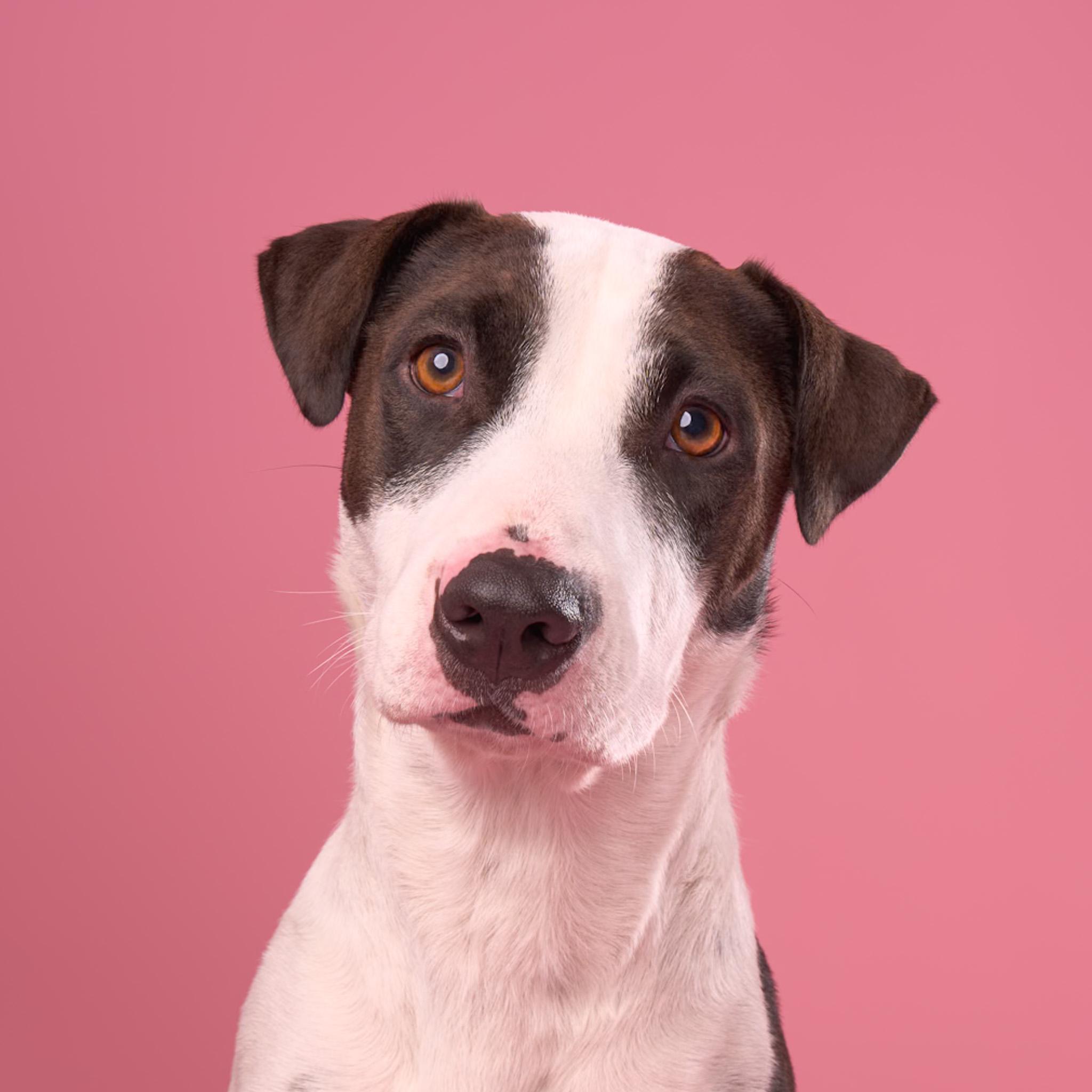 Enlarge bunny mellon is delight, a Adoptable mixed breed in Los Angeles, CA image 3/6