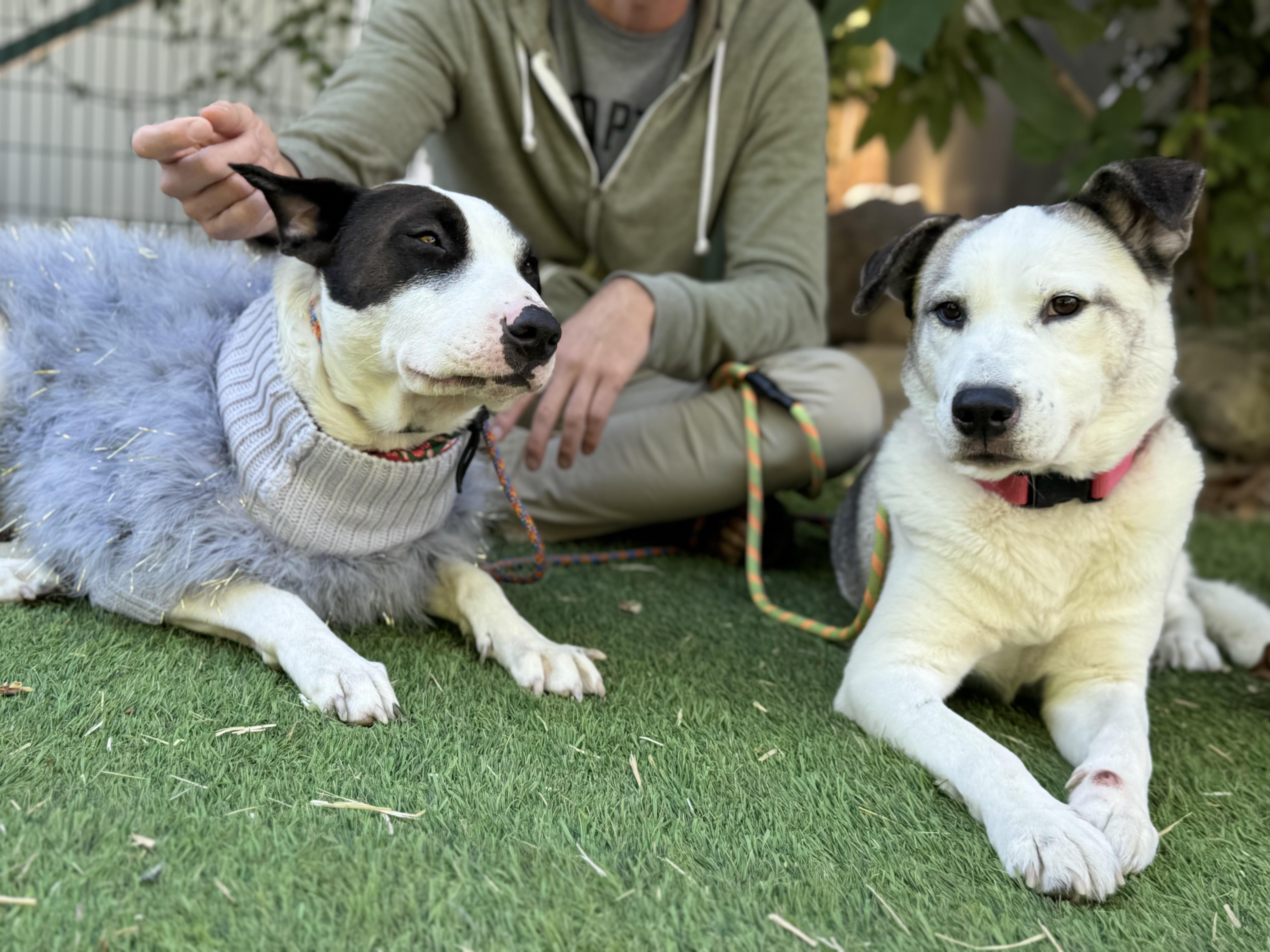 Enlarge bunny mellon is delight, a Adoptable mixed breed in Los Angeles, CA image 4/6