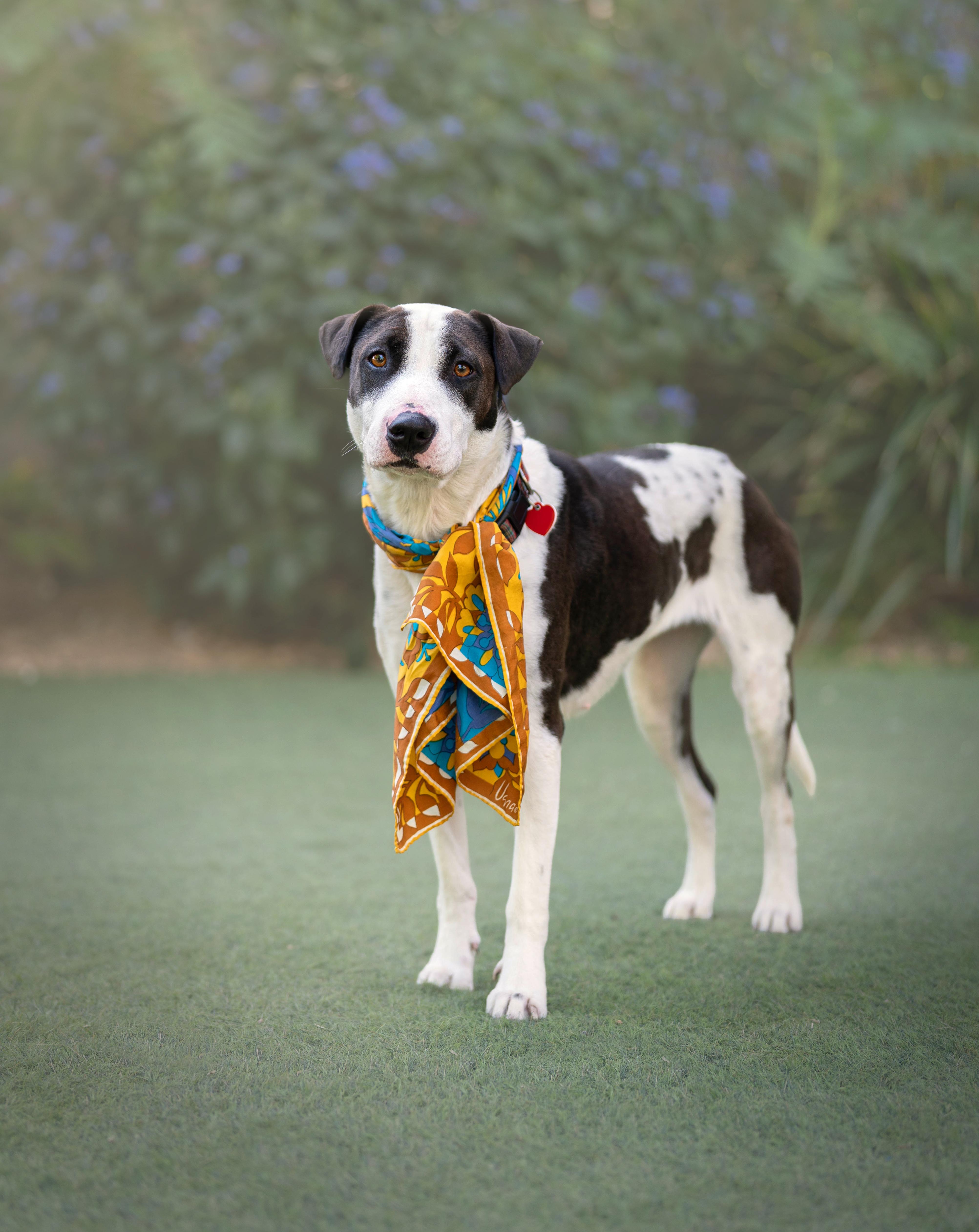 Enlarge bunny mellon is delight, a Adoptable mixed breed in Los Angeles, CA image 1/6