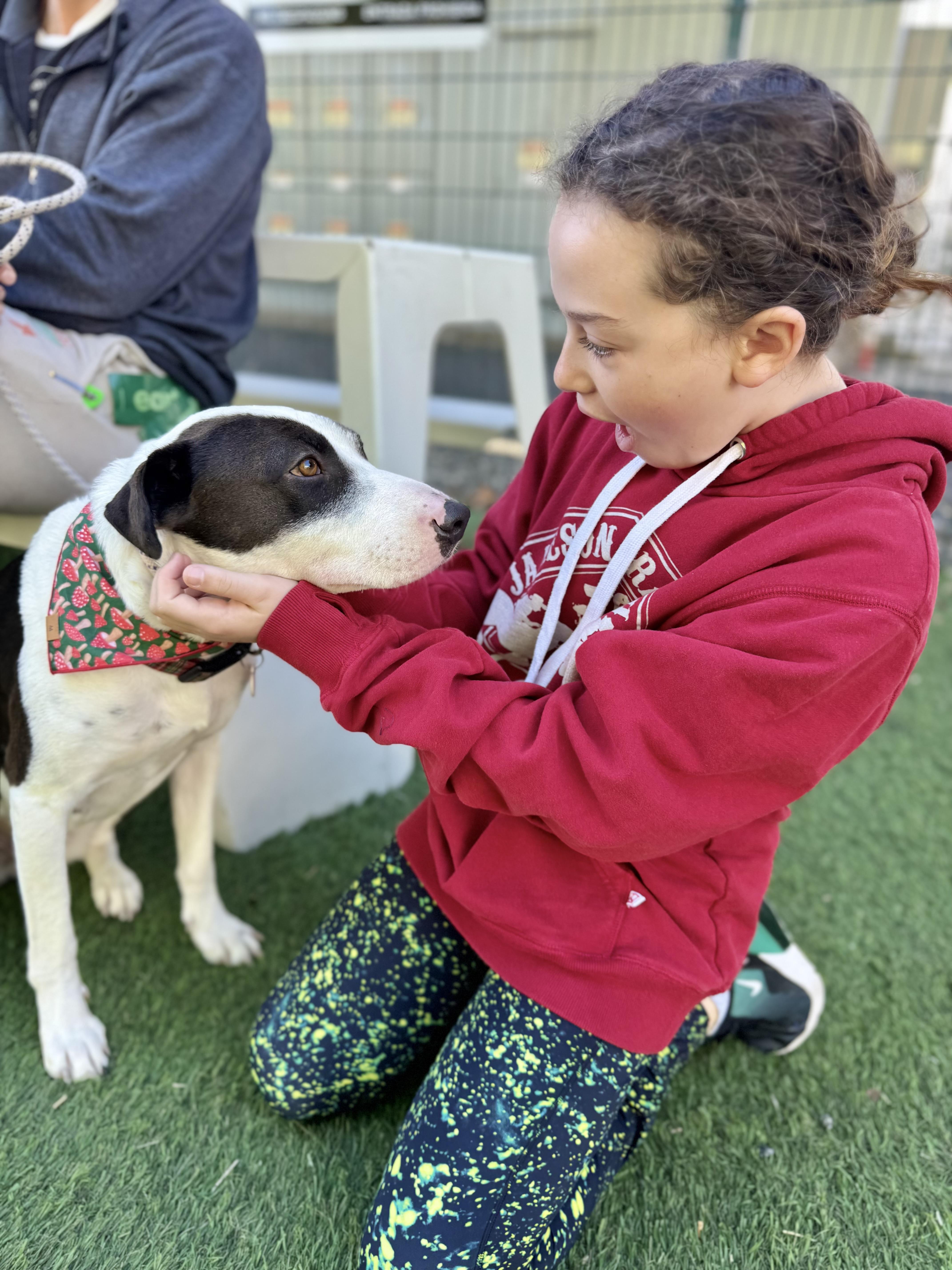 Enlarge bunny mellon is delight, a Adoptable mixed breed in Los Angeles, CA image 6/6