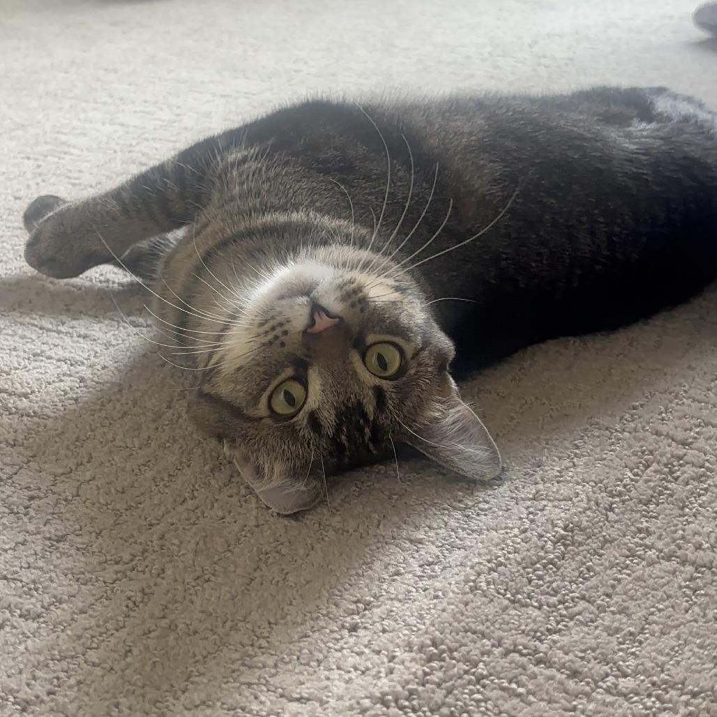 Sparrow, Adoptable, Adult Male Domestic Short Hair.