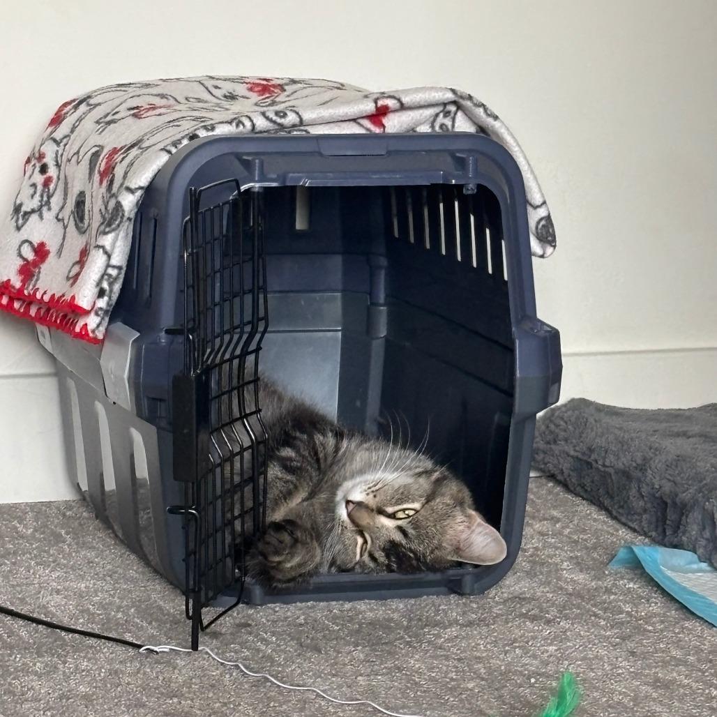 Enlarge Sparrow, a Adoptable Domestic Short Hair in Salt Lake City, UT image 2/3