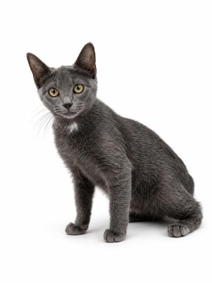 Enlarge Spunky~BOBTAIL!!, a Adoptable mixed breed in Bowling Green, KY image 1/2