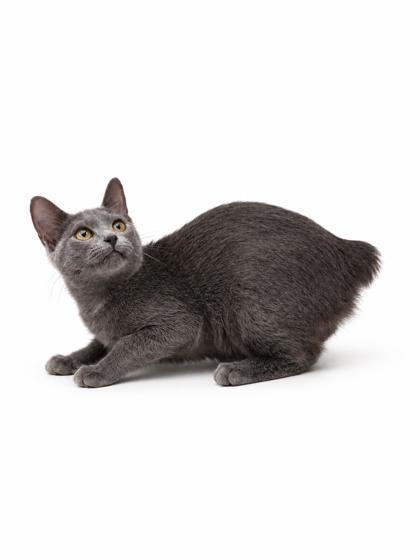 Enlarge Spunky~BOBTAIL!!, a Adoptable mixed breed in Bowling Green, KY image 2/2