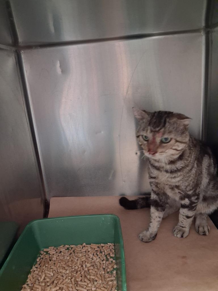 Enlarge Curry, a Adoptable mixed breed in Cartersville , GA image 1/1