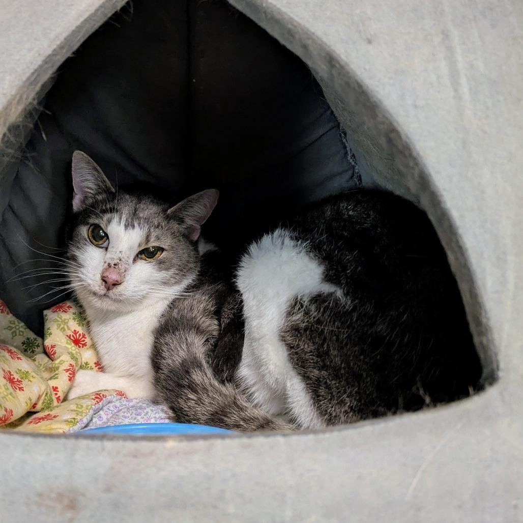 Moira, Adoptable, Senior Female American Shorthair.