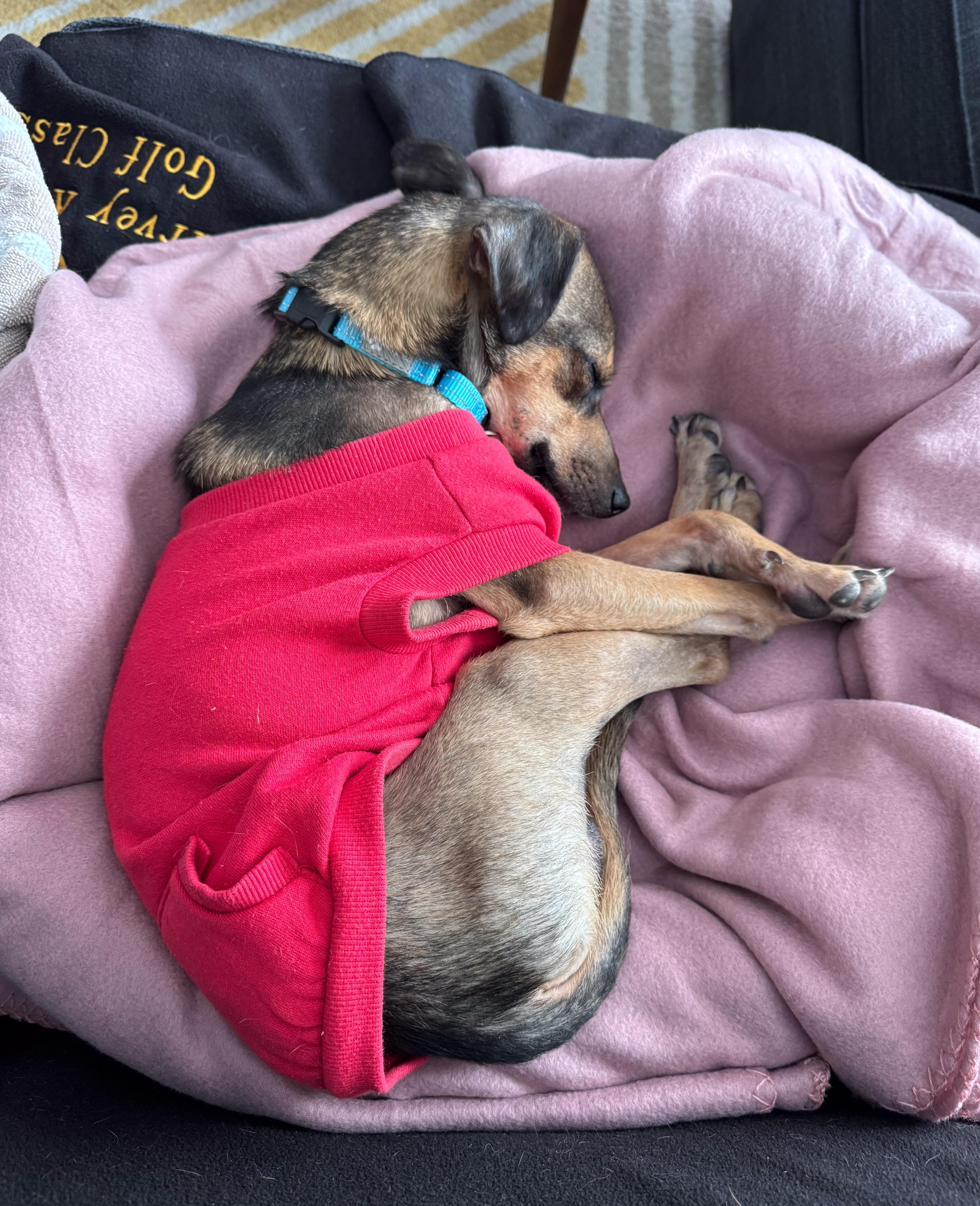 Enlarge Zazo, an adopted mixed breed in Albany, NY image 5/6