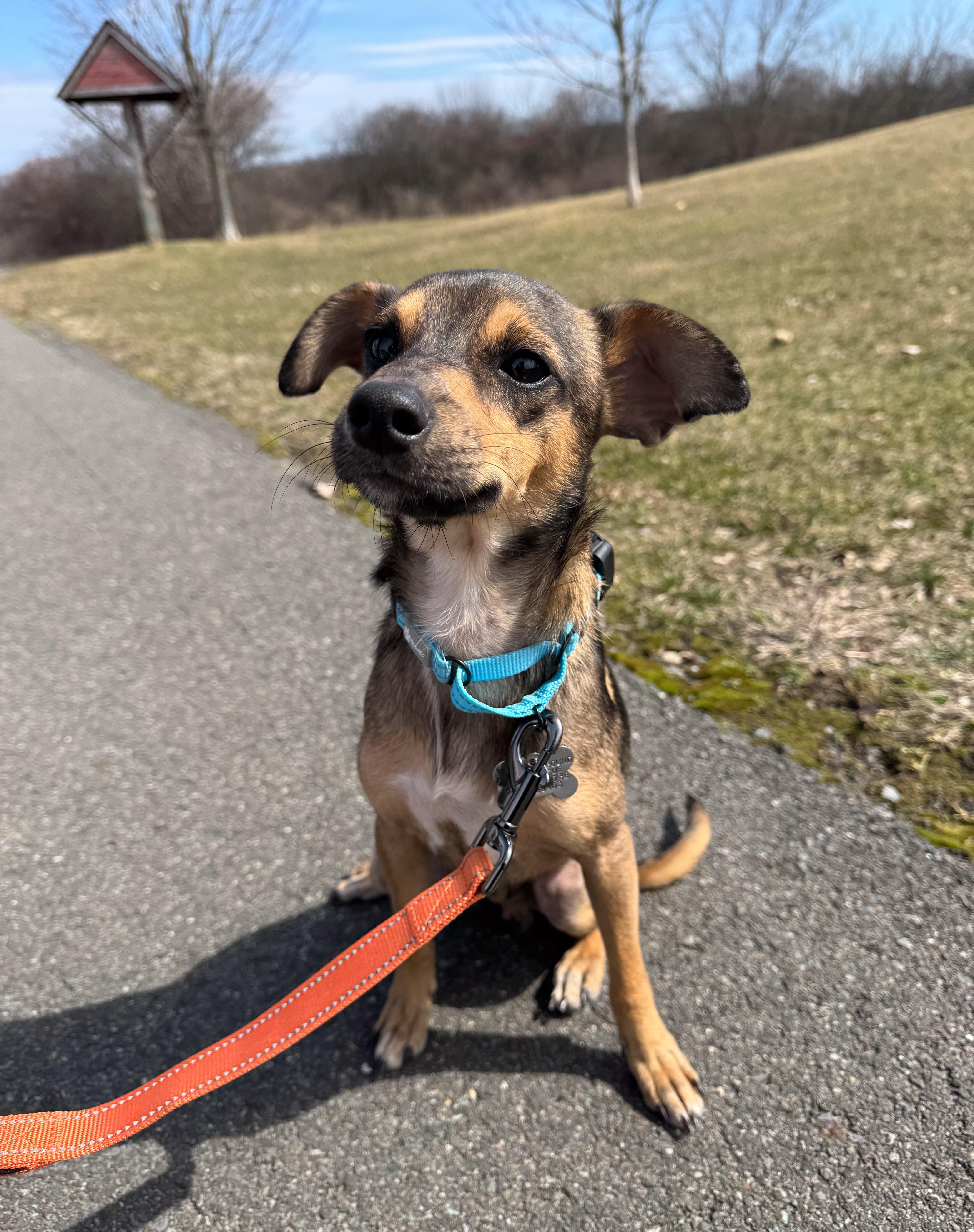 Enlarge Zazo, an adopted mixed breed in Albany, NY image 2/6