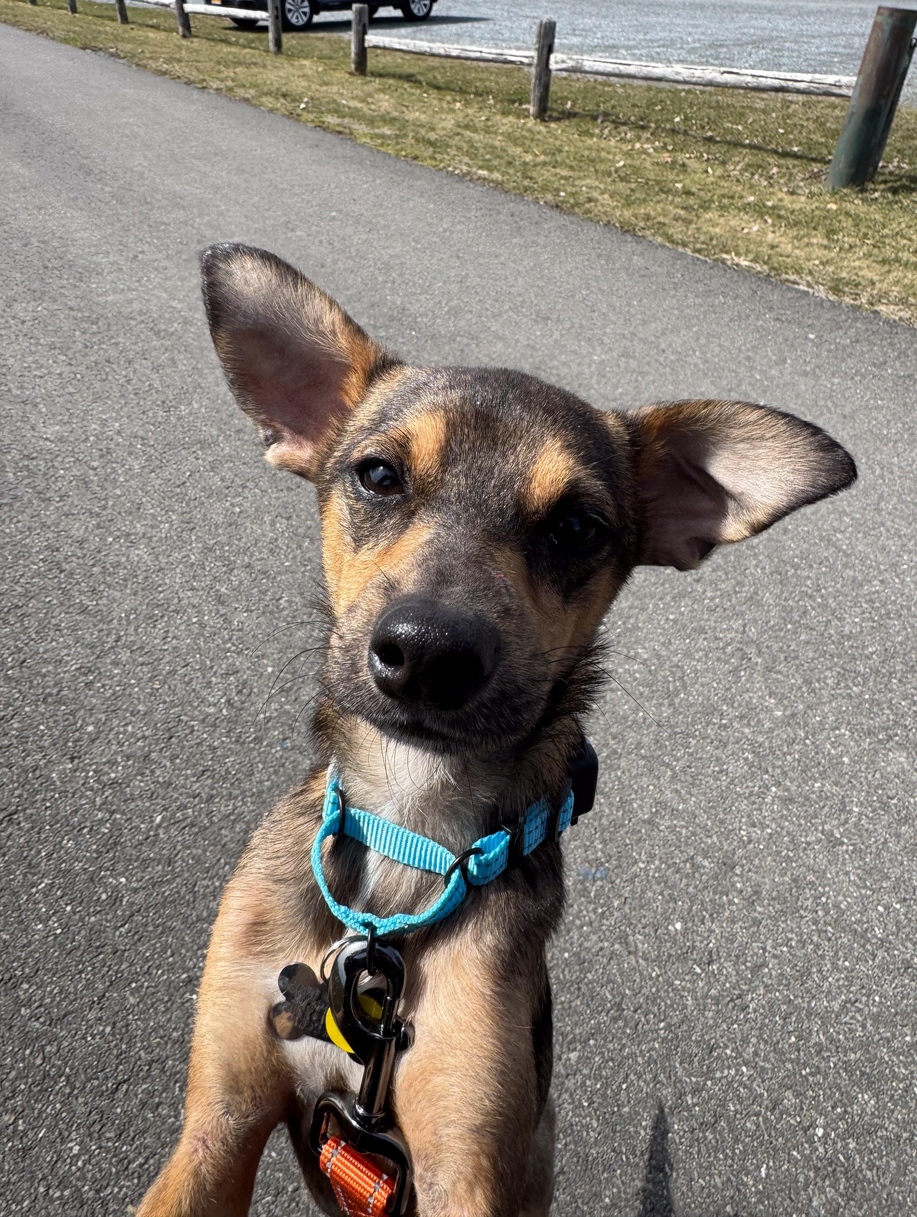 Enlarge Zazo, an adopted mixed breed in Albany, NY image 3/6