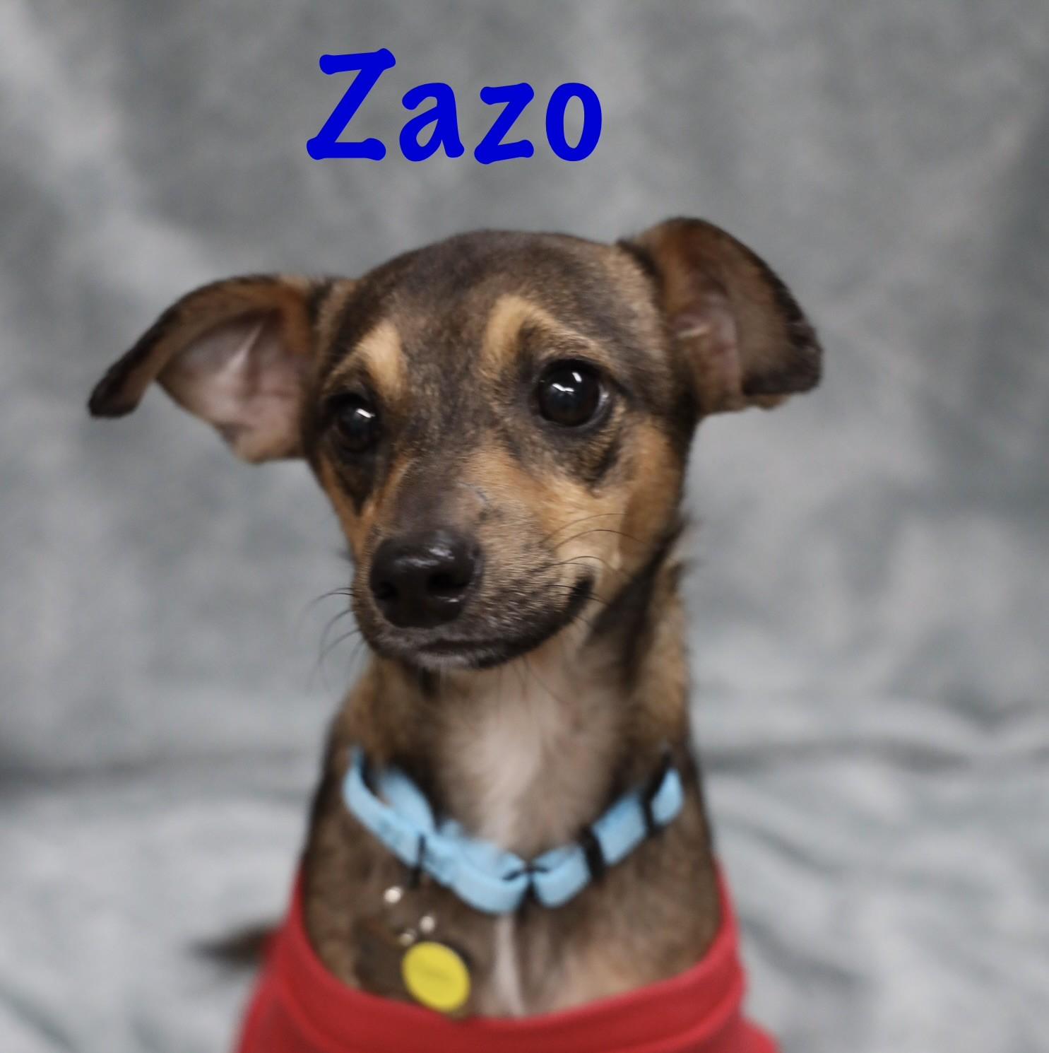 Enlarge Zazo, an adopted mixed breed in Albany, NY image 6/6