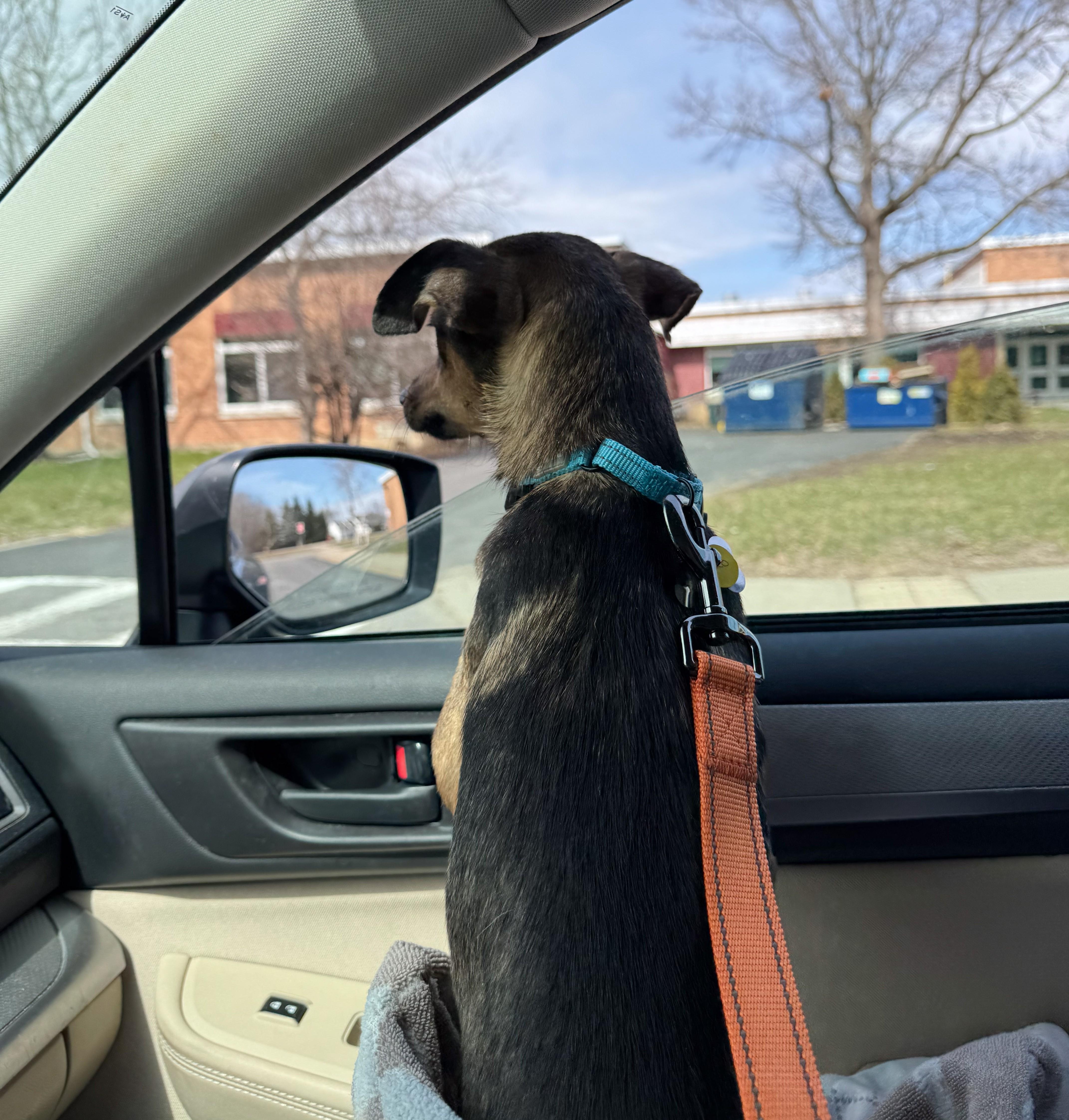 Enlarge Zazo, an adopted mixed breed in Albany, NY image 4/6