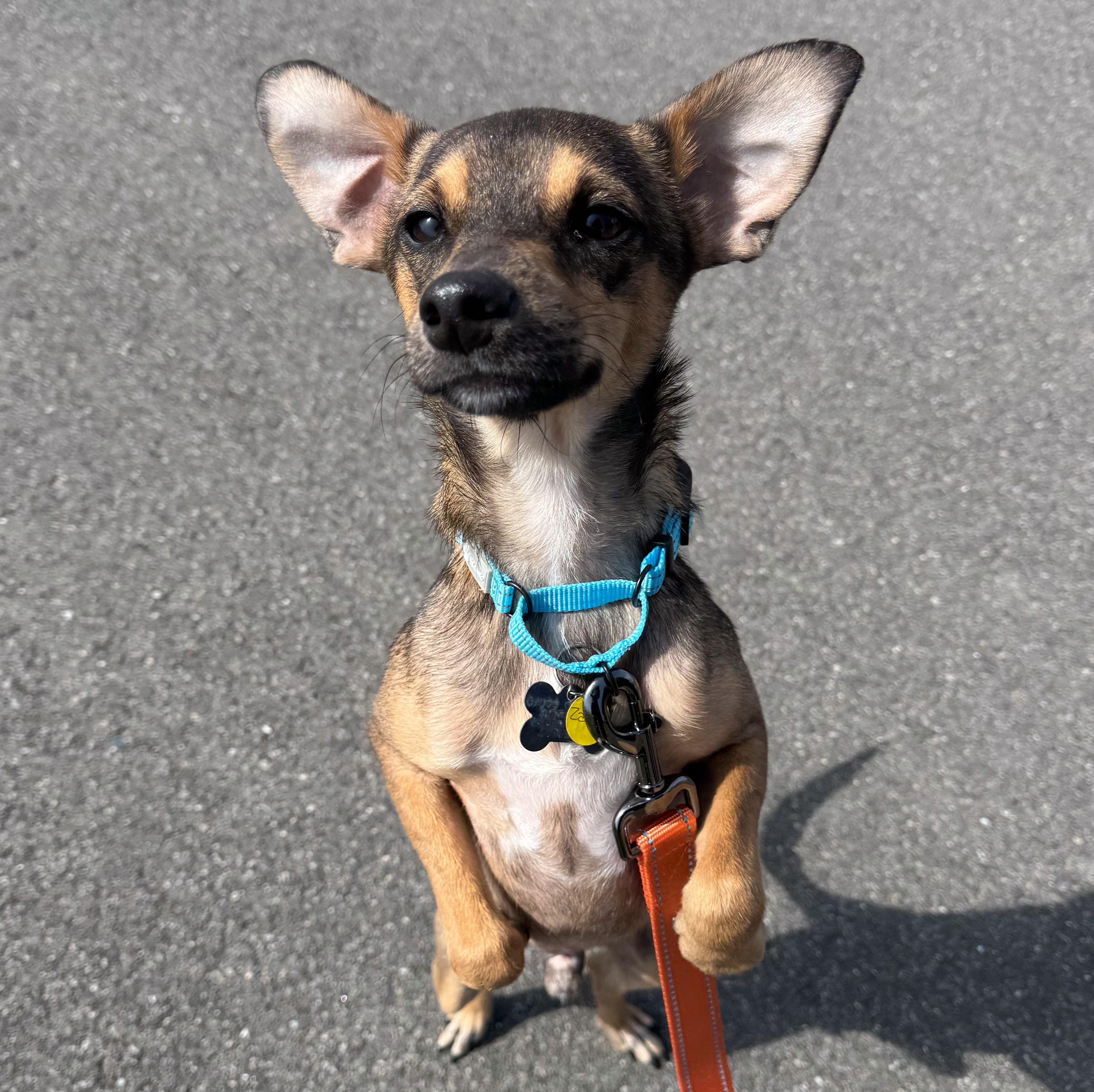 Zazo, adopted, Young Male Chihuahua & Terrier.