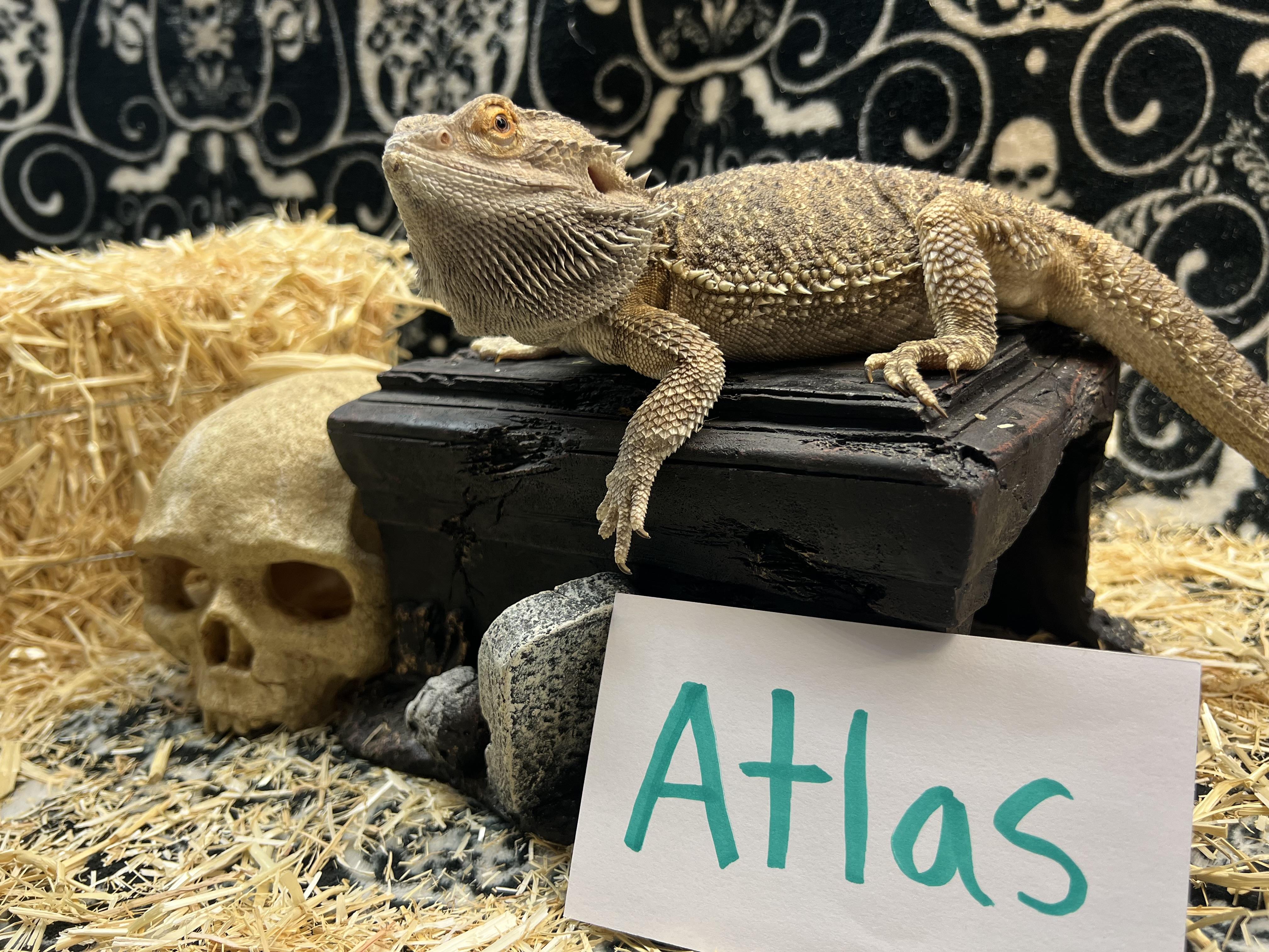 Enlarge Atlas, a Adoptable Bearded Dragon in Tacoma, WA image 1/1