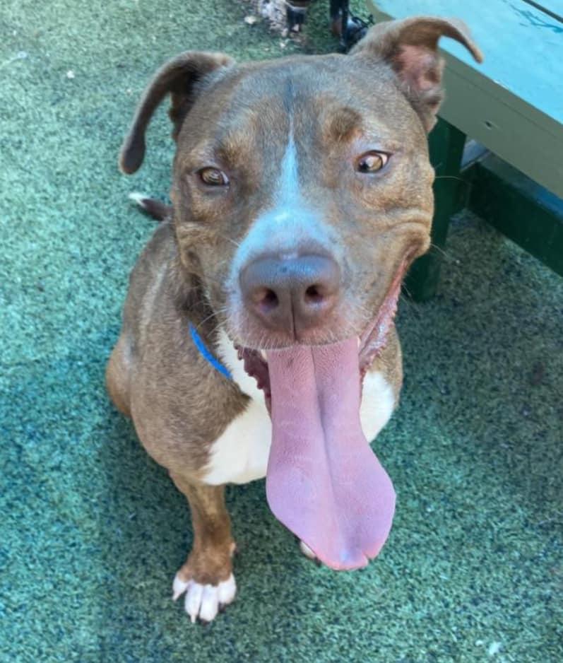 Enlarge Crimson Chin, a Adoptable Pit Bull Terrier in Chattanooga, TN image 4/6