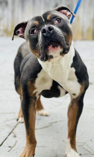 Enlarge Rescue Only- AC-4631 "Ernest", a ADOPTABLE mixed breed in Conyers, GA image 1/1