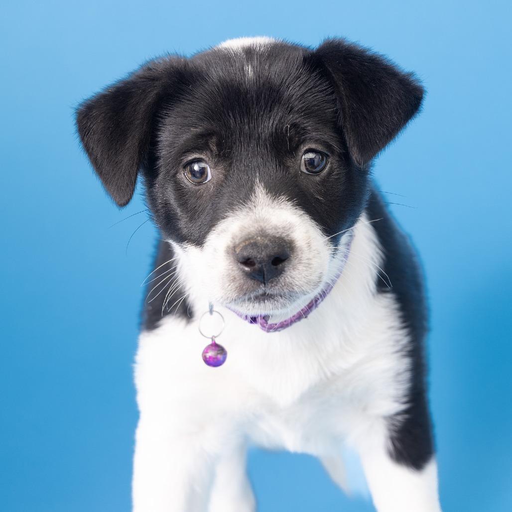 Emma, Adoptable, Puppy Female Mixed Breed.