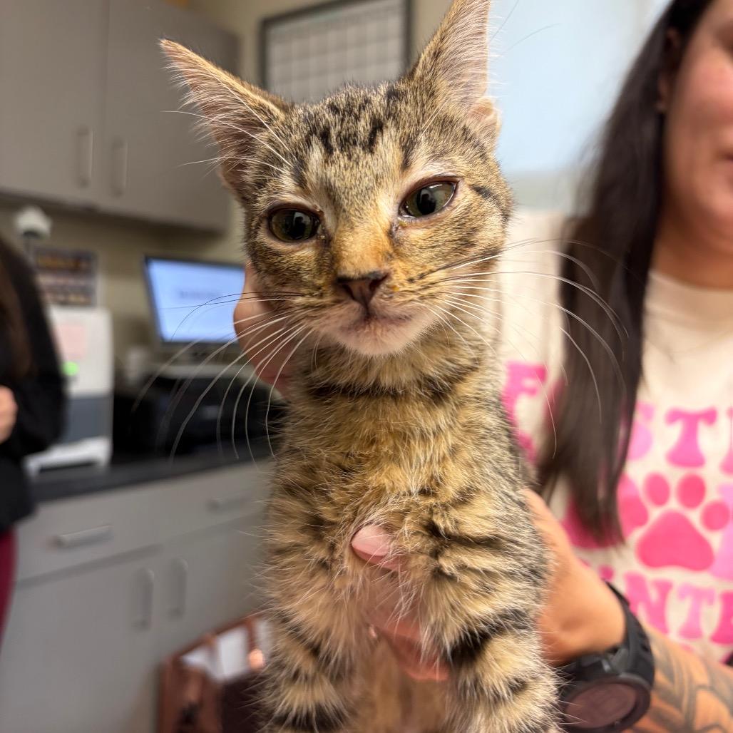 Butters, Adoptable, Young Female Domestic Short Hair.