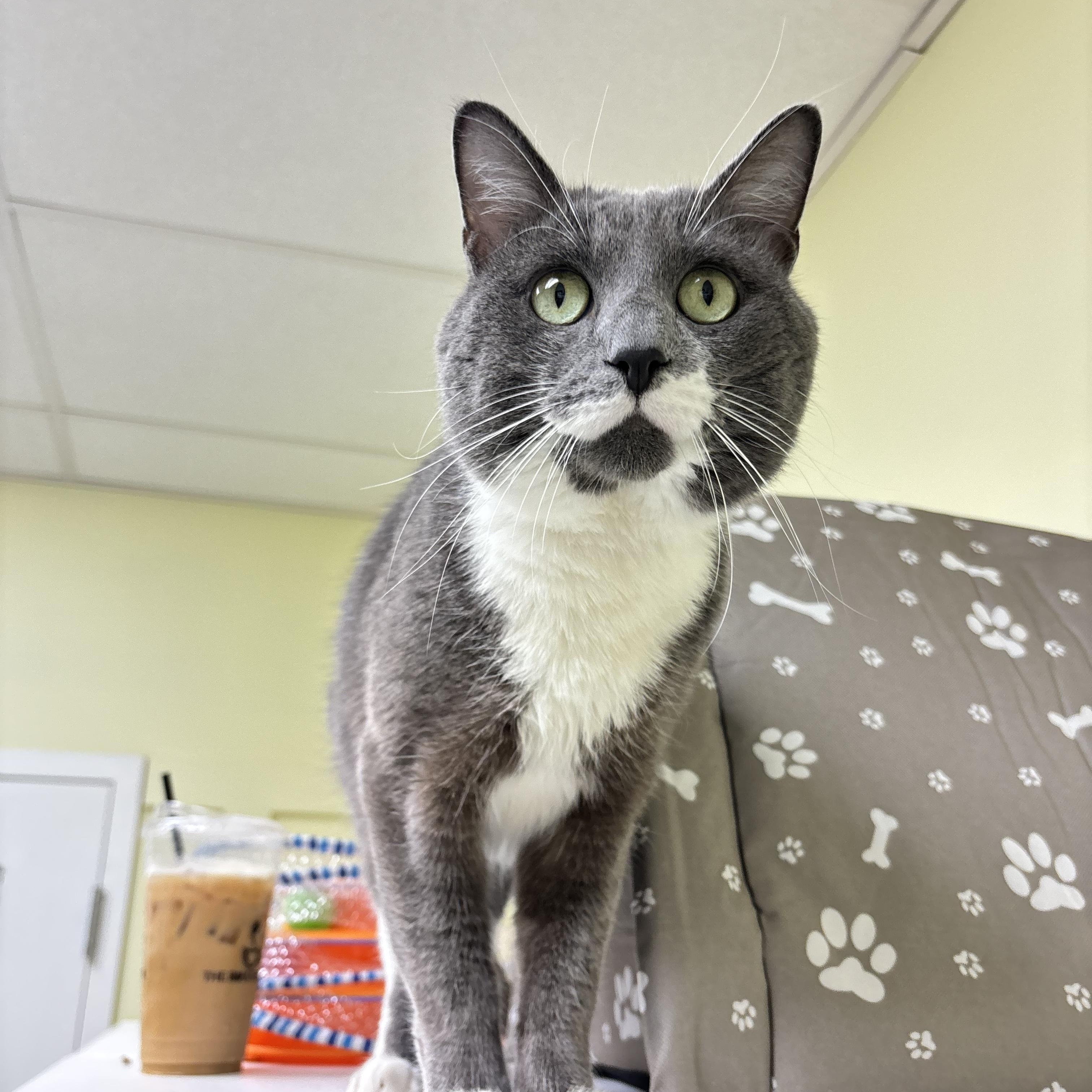 Rue, Adoptable, Adult Male Domestic Short Hair.