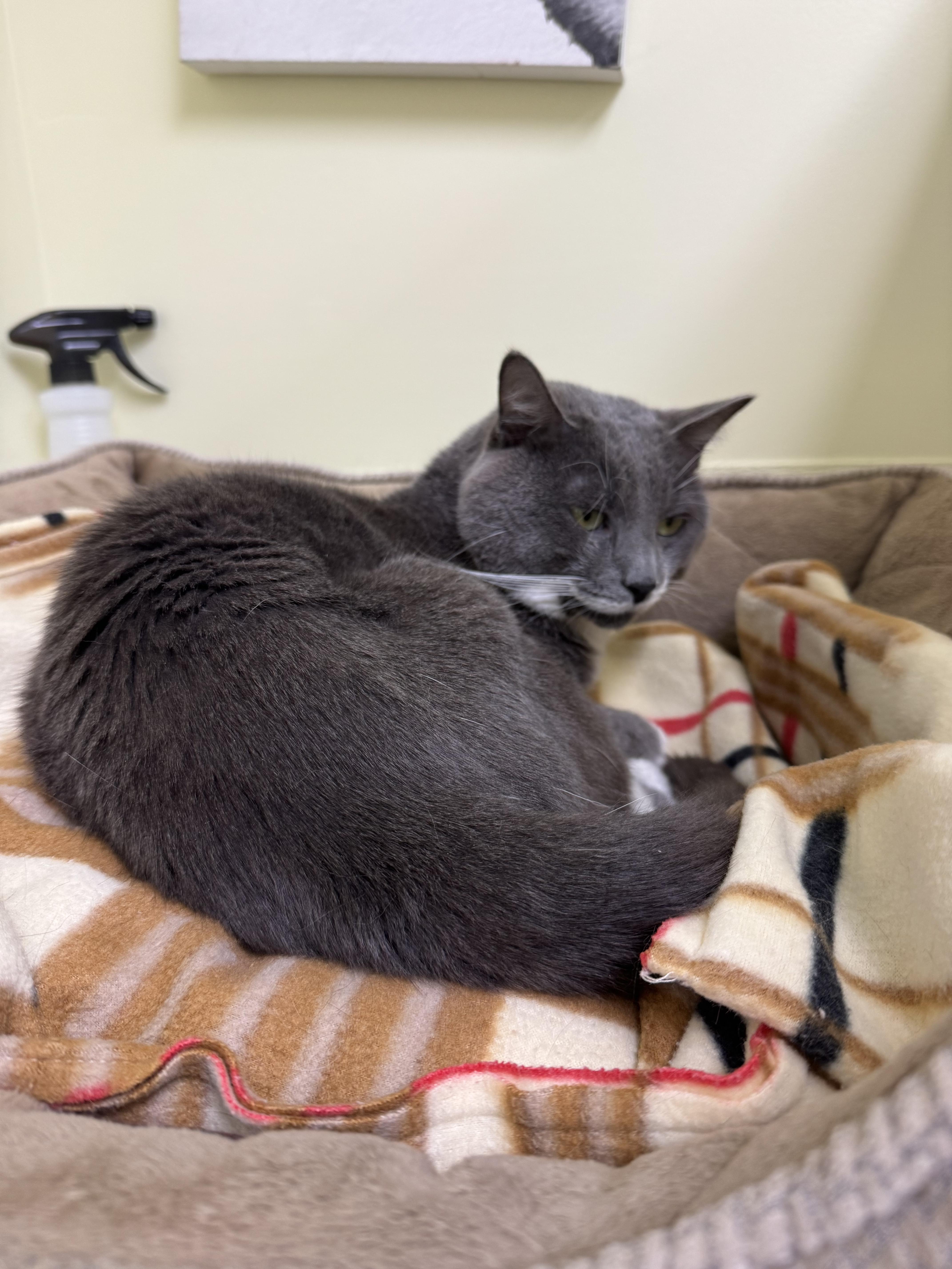 Rue, a Adoptable mixed breed in Terryville, CT image 5/6
