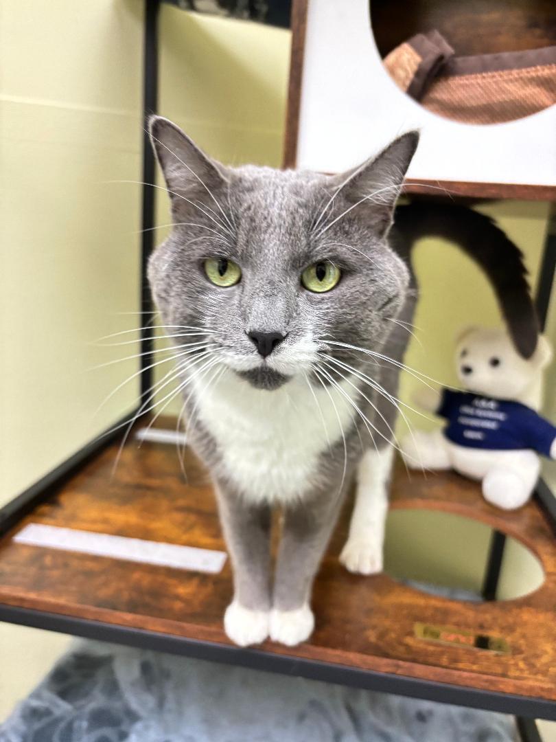 Rue, a Adoptable mixed breed in Terryville, CT image 2/6