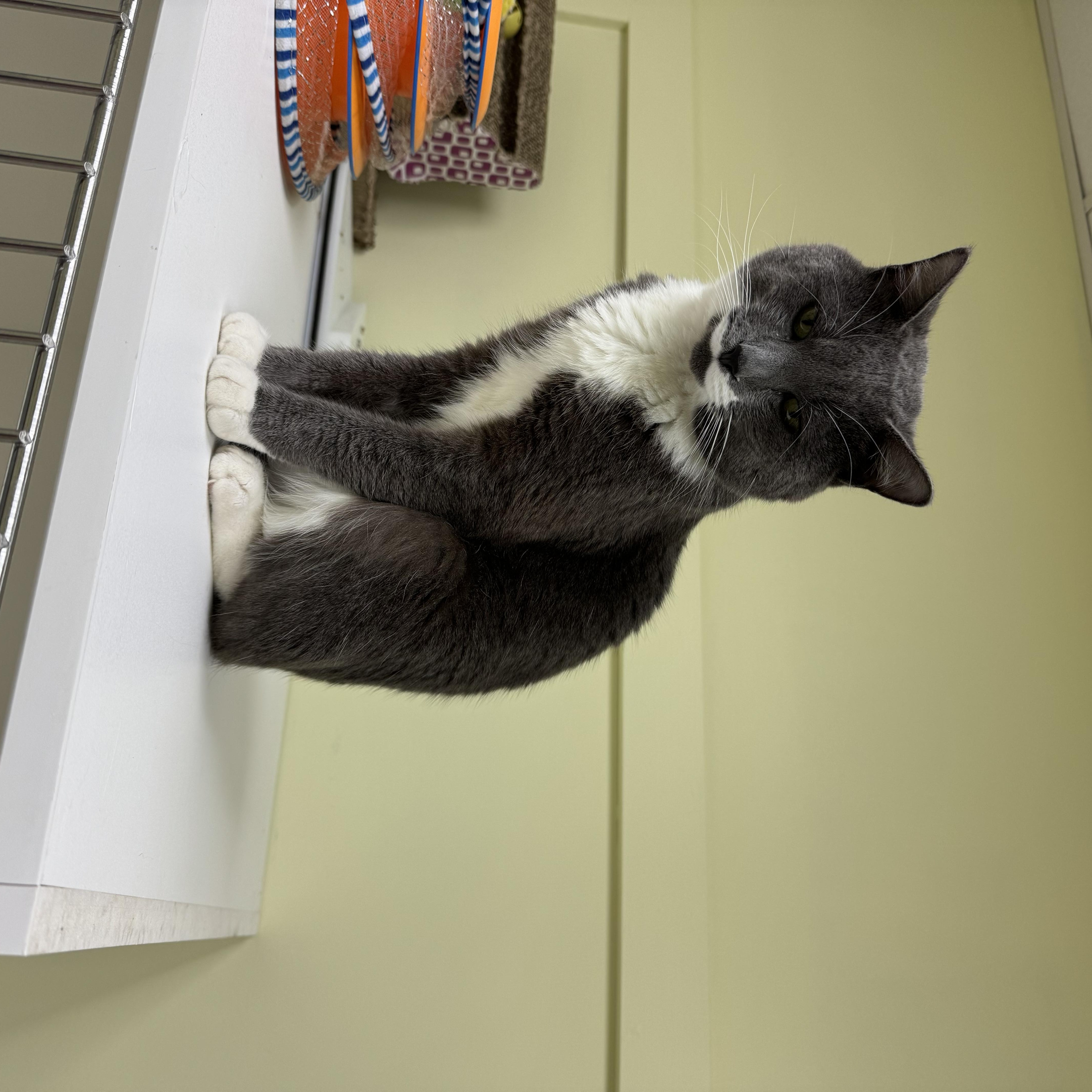 Rue, a Adoptable mixed breed in Terryville, CT image 6/6