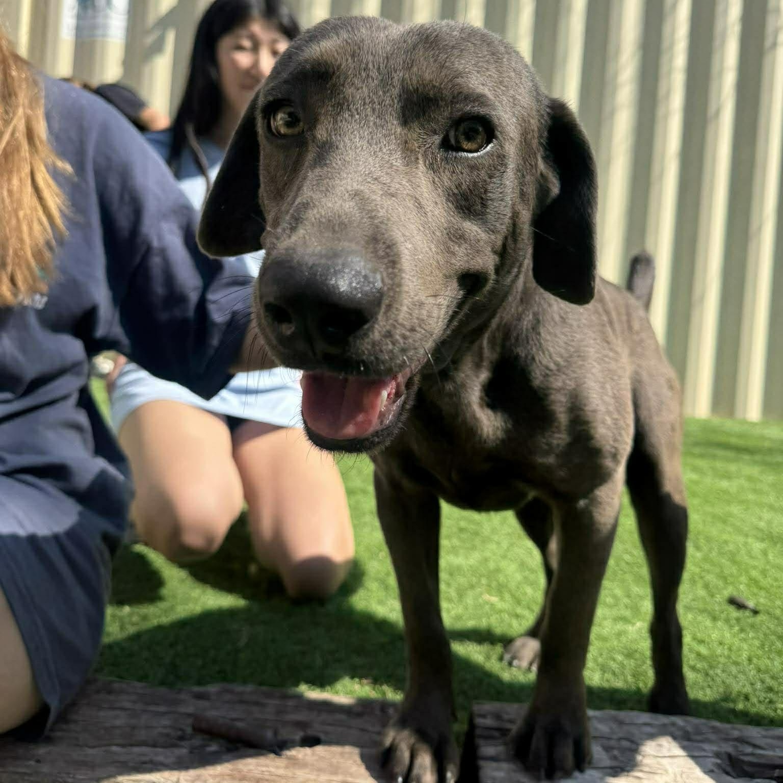 Salchicha — thumbnail 2