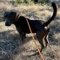 Salchicha — thumbnail 3