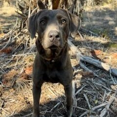 Salchicha — thumbnail 4