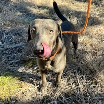 Salchicha — thumbnail 5