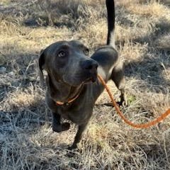 Salchicha — thumbnail 6