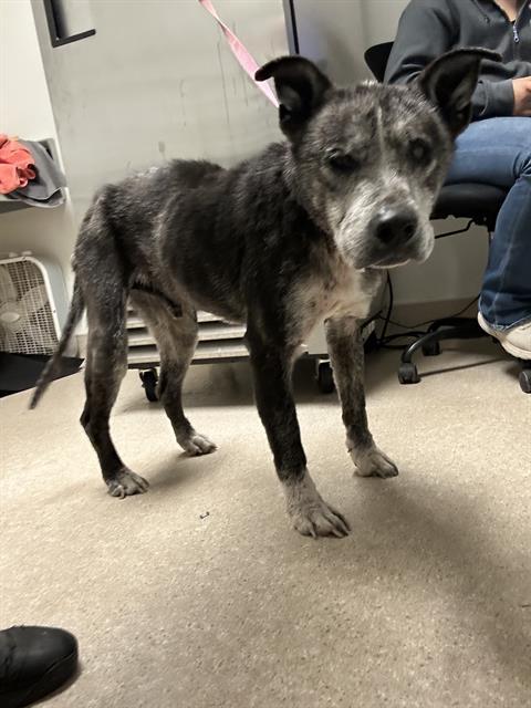 Scooter -- URGENT!