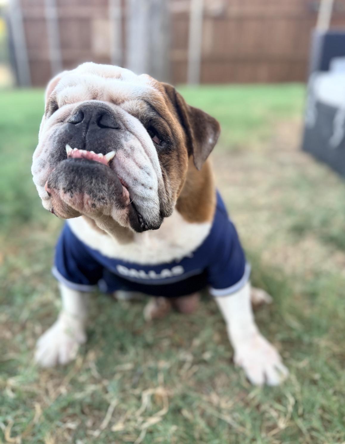 Enlarge Chubbs, a Adoptable English Bulldog in Rowlett, TX image 2/6