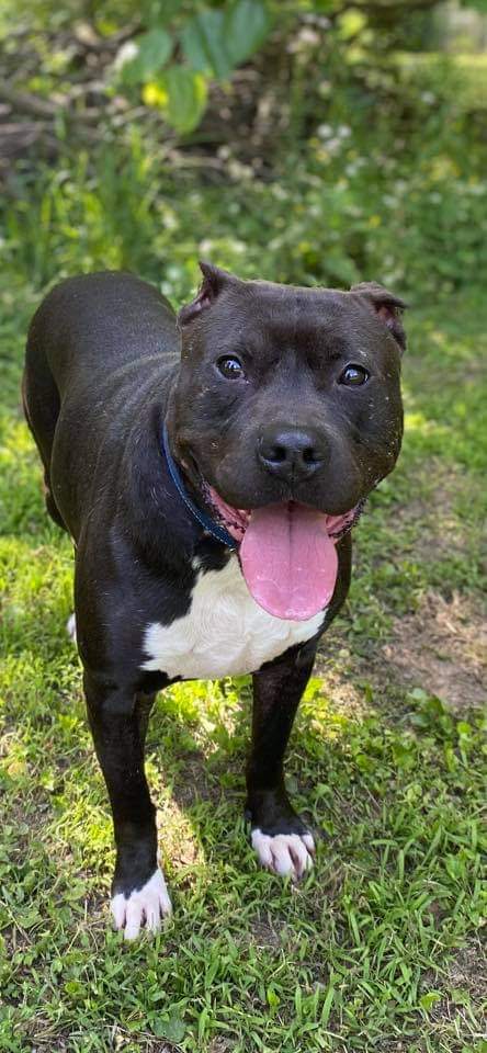 Riddle, a Adoptable Pit Bull Terrier in Memphis, TN image 3/6