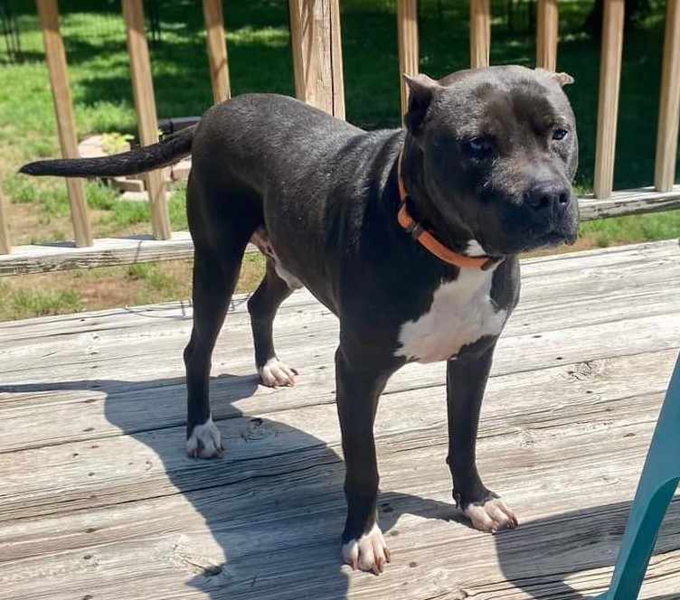 Riddle, a Adoptable Pit Bull Terrier in Memphis, TN image 6/6