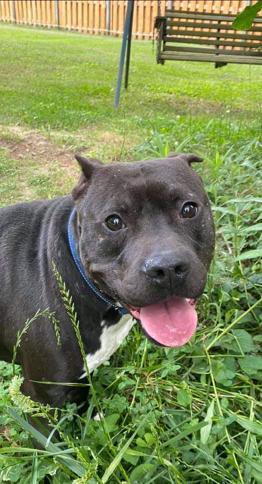 Riddle, a Adoptable Pit Bull Terrier in Memphis, TN image 4/6