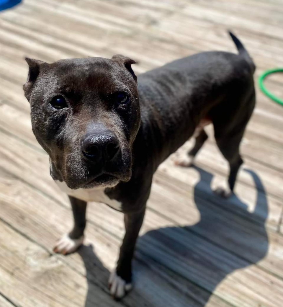 Riddle, a Adoptable Pit Bull Terrier in Memphis, TN image 5/6