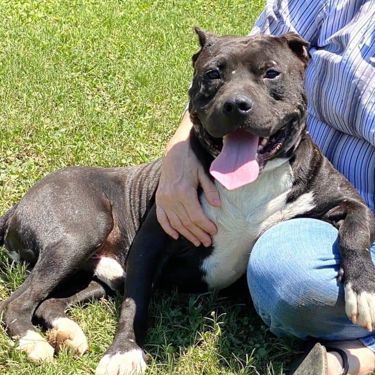 Riddle, a Adoptable Pit Bull Terrier in Memphis, TN image 1/6