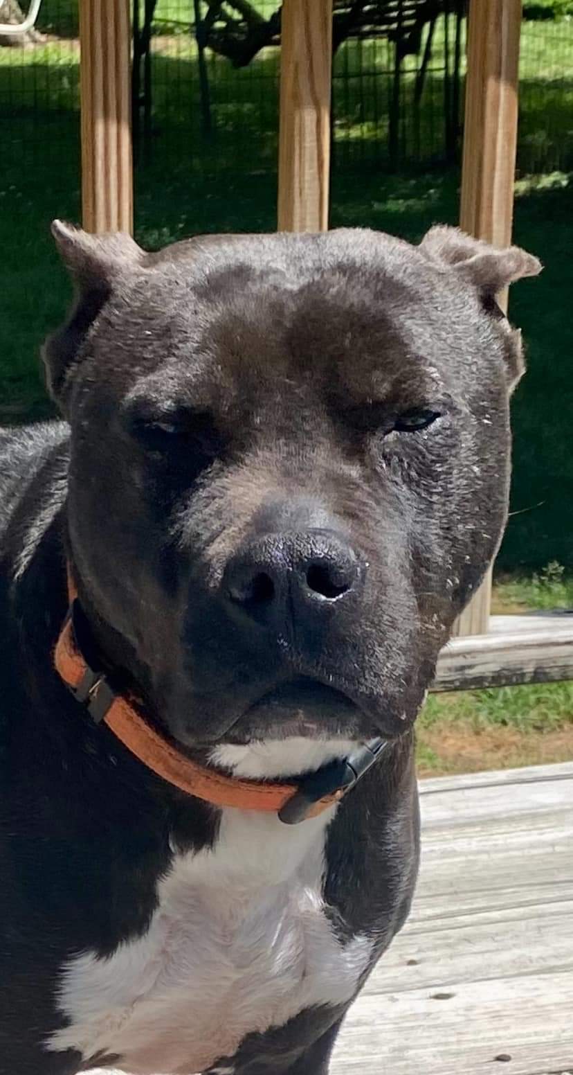 Riddle, a Adoptable Pit Bull Terrier in Memphis, TN image 2/6