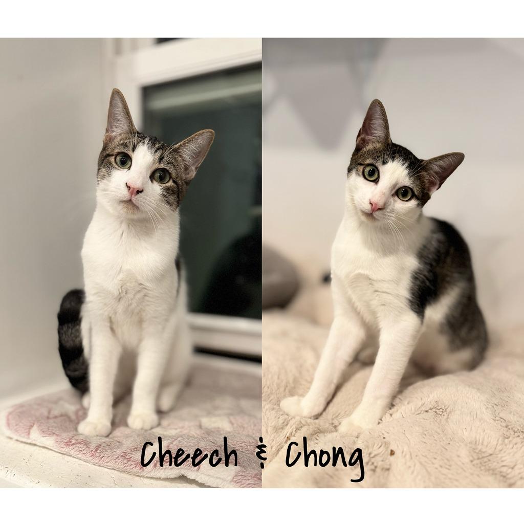 Enlarge Cheech & Chong (meet us in the Cat Lounge!), a Adoptable mixed breed in Brooklyn, NY image 2/4