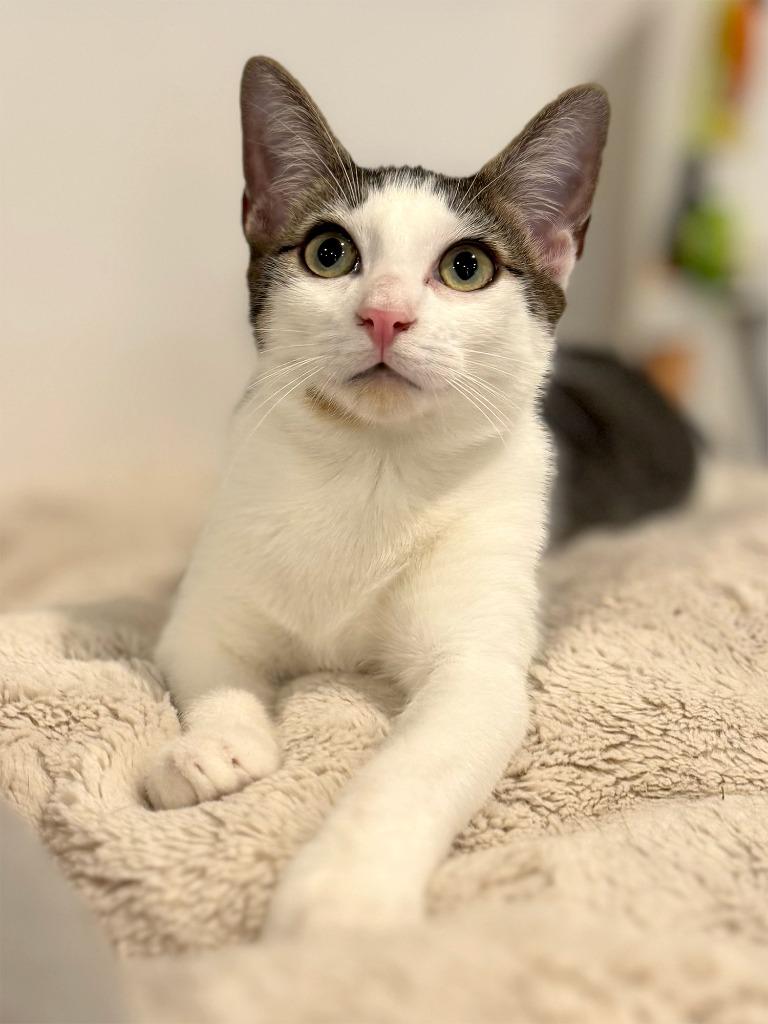 Enlarge Cheech & Chong (meet us in the Cat Lounge!), a Adoptable mixed breed in Brooklyn, NY image 4/4