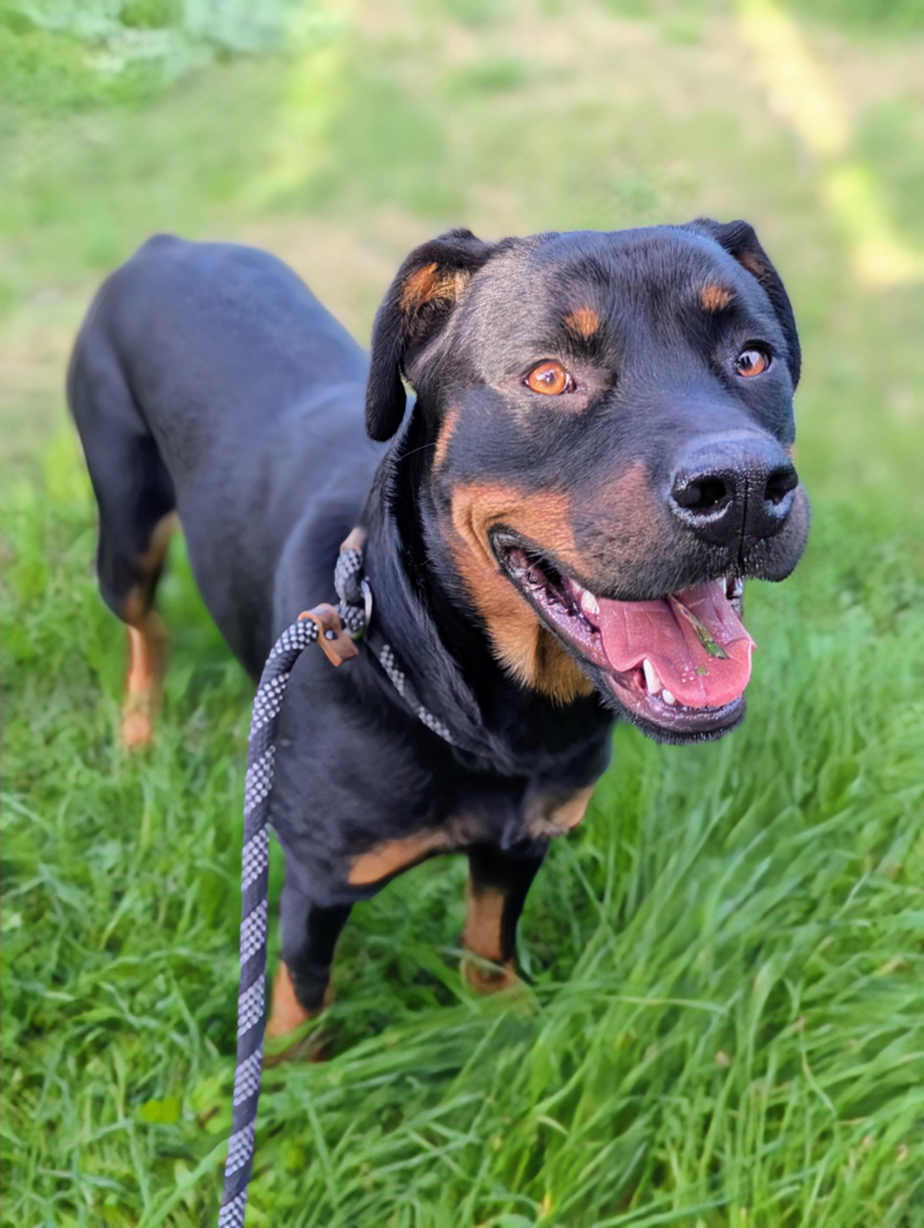 Ruby, a Adoptable mixed breed in San Jose, CA image 2/3