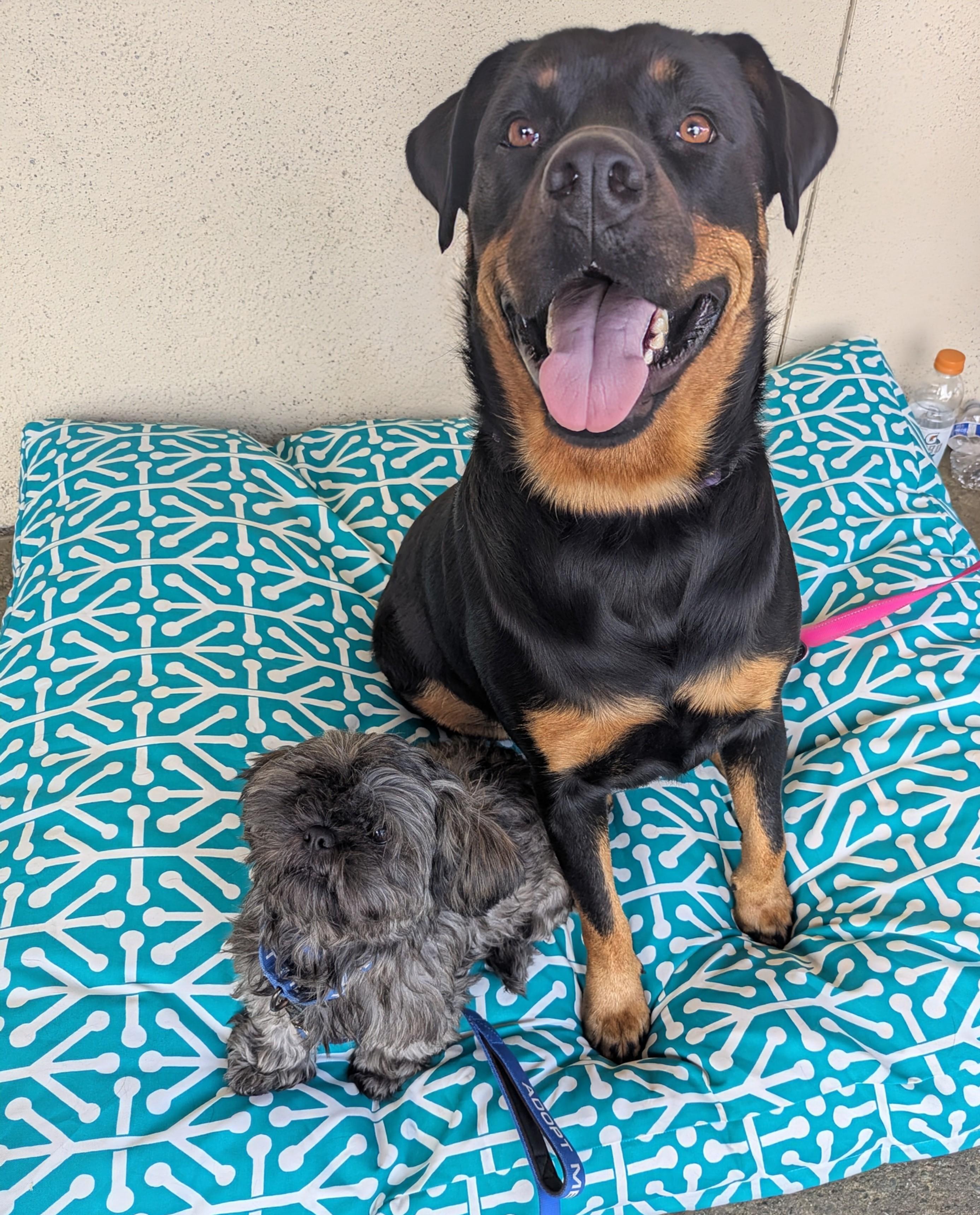 Ruby, a Adoptable mixed breed in San Jose, CA image 2/3