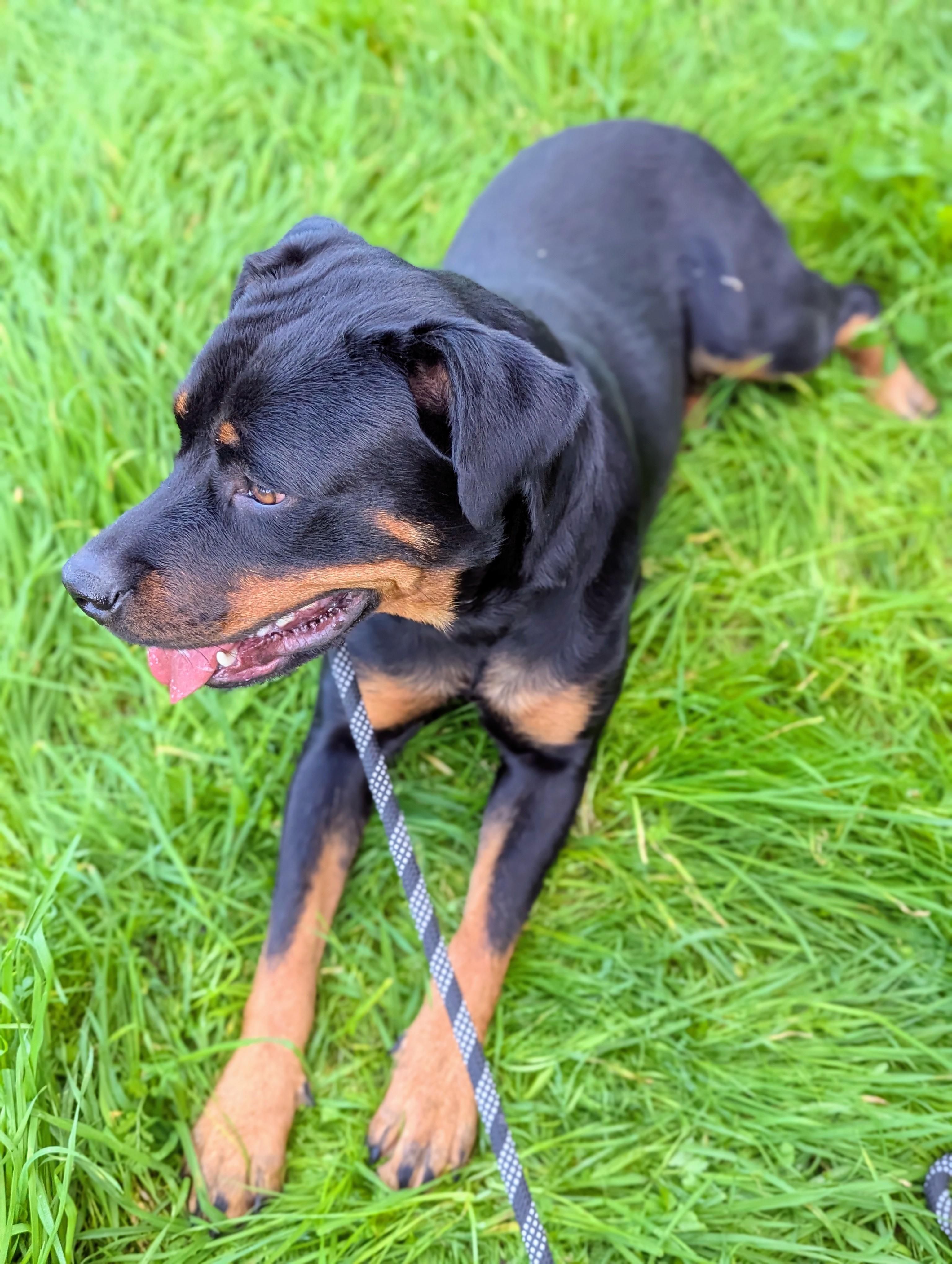 Ruby, a Adoptable mixed breed in San Jose, CA image 3/3