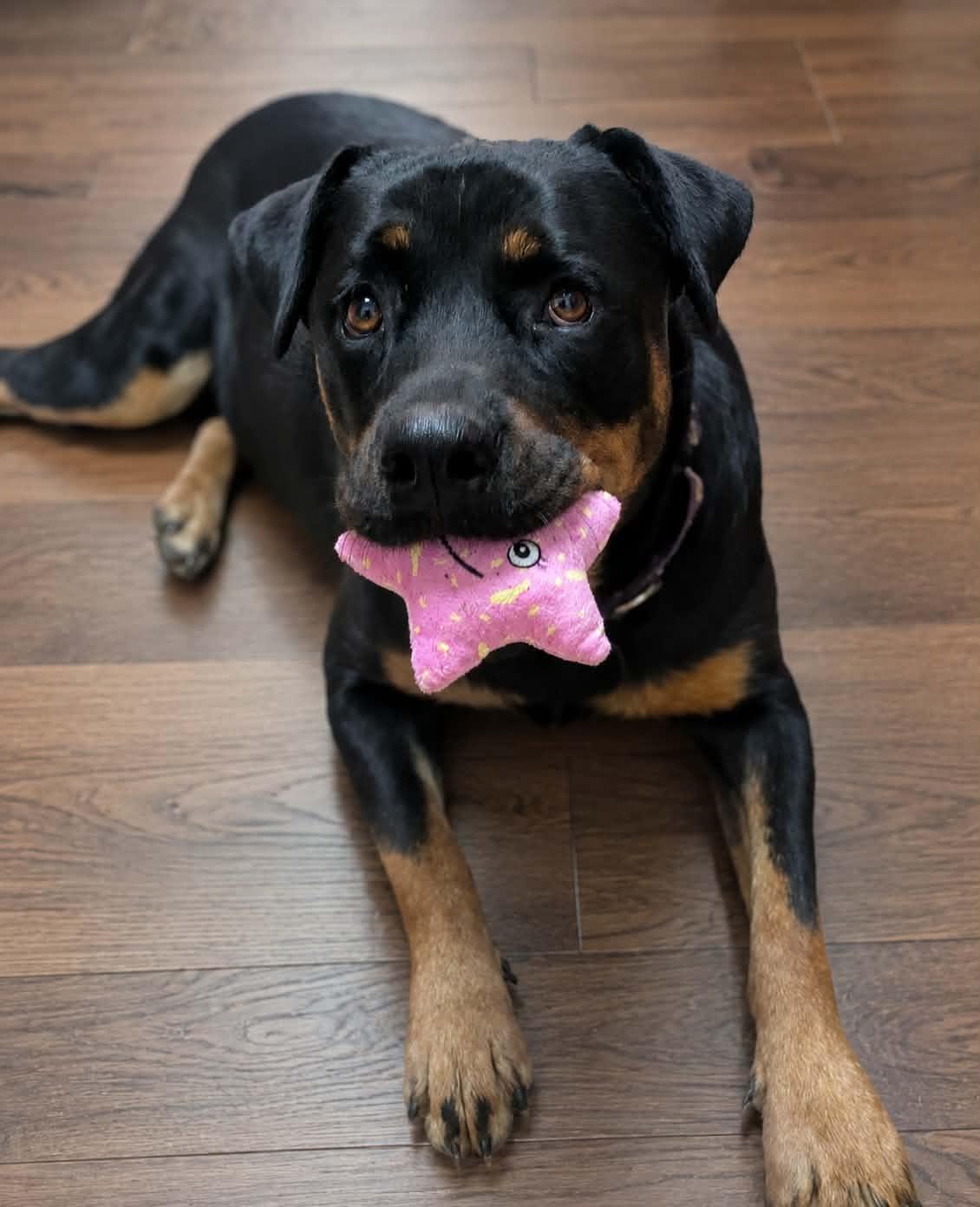 Ruby, a Adoptable mixed breed in San Jose, CA image 1/3