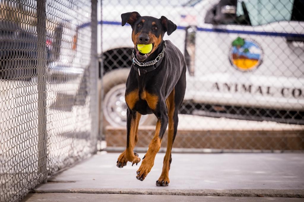 Cerberus, Adoptable, Adult Male Doberman Pinscher.