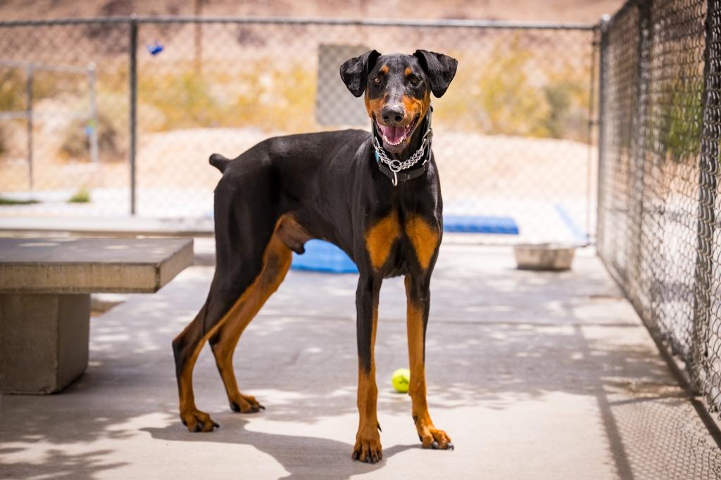 Enlarge Cerberus, a Adoptable Doberman Pinscher in Twentynine Palms, CA image 2/6